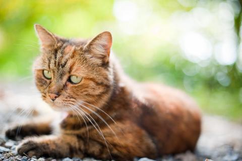 healthy cat