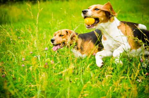 healthy dogs